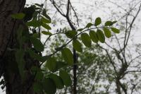 Robinia pseudoacacia