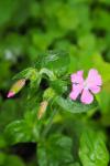 Silene dioica