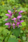 Lamium maculatum