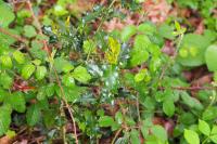 Ilex aquifolium