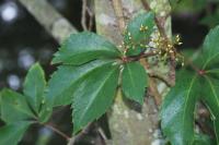 Parthenocissus inserta