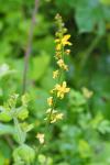 Agrimonia eupatoria