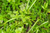 Cyperus eragrostis