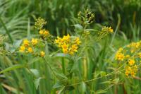 Lysimachia vulgaris