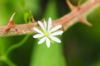 Stellaria graminea