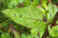 Scrophularia auriculata