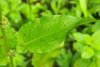 Rumex obtusifolius