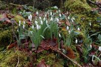 Galanthus nivalis