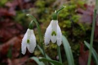 Galanthus nivalis