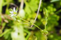 Arenaria serpyllifolia