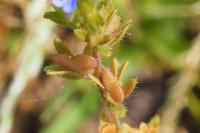 Veronica arvensis