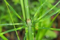 Equisetum arvense