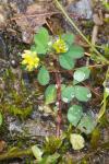 Trifolium dubium