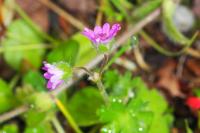 Geranium molle