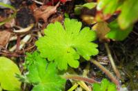 Geranium molle