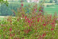 Fuchsia magellanica