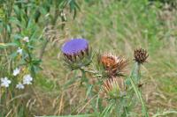 Cynara cardunculus