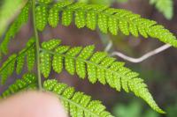 Dryopteris carthusiana