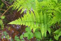 Dryopteris carthusiana