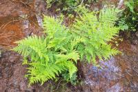 Dryopteris dilatata