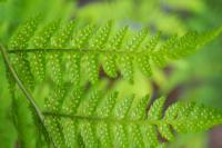 Dryopteris dilatata