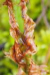 Dryopteris dilatata