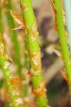 Dryopteris carthusiana