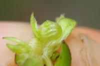 Valerianella locusta