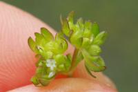 Valerianella locusta