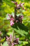 Stachys alpina