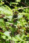 Stachys alpina