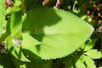 Stachys alpina