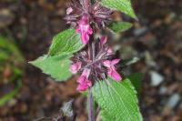 Stachys alpina