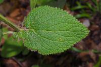 Stachys alpina