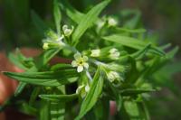 Lithospermum officinale