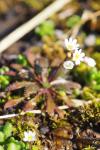 Draba verna