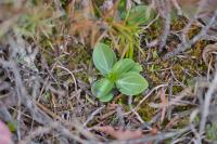 Centaurium erythraea