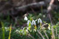 Galanthus nivalis