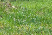 Galanthus nivalis