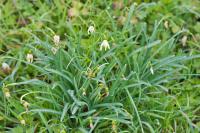 Galanthus nivalis