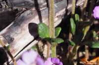 Chaenorhinum origanifolium