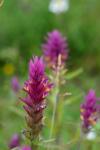 Melampyrum arvense