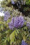 Wisteria sinensis