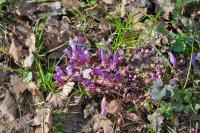 Lathraea clandestina