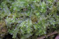 Chiloscyphus pallescens