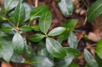 Vinca minor