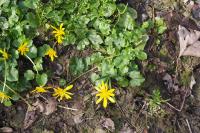 Ficaria verna