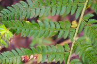 Polystichum setiferum