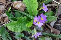 Primula vulgaris subsp. rubra