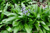 Tractema lilio-hyacinthus